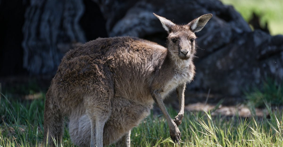 Exploring the Range of Services Provided by Mobile Mechanics