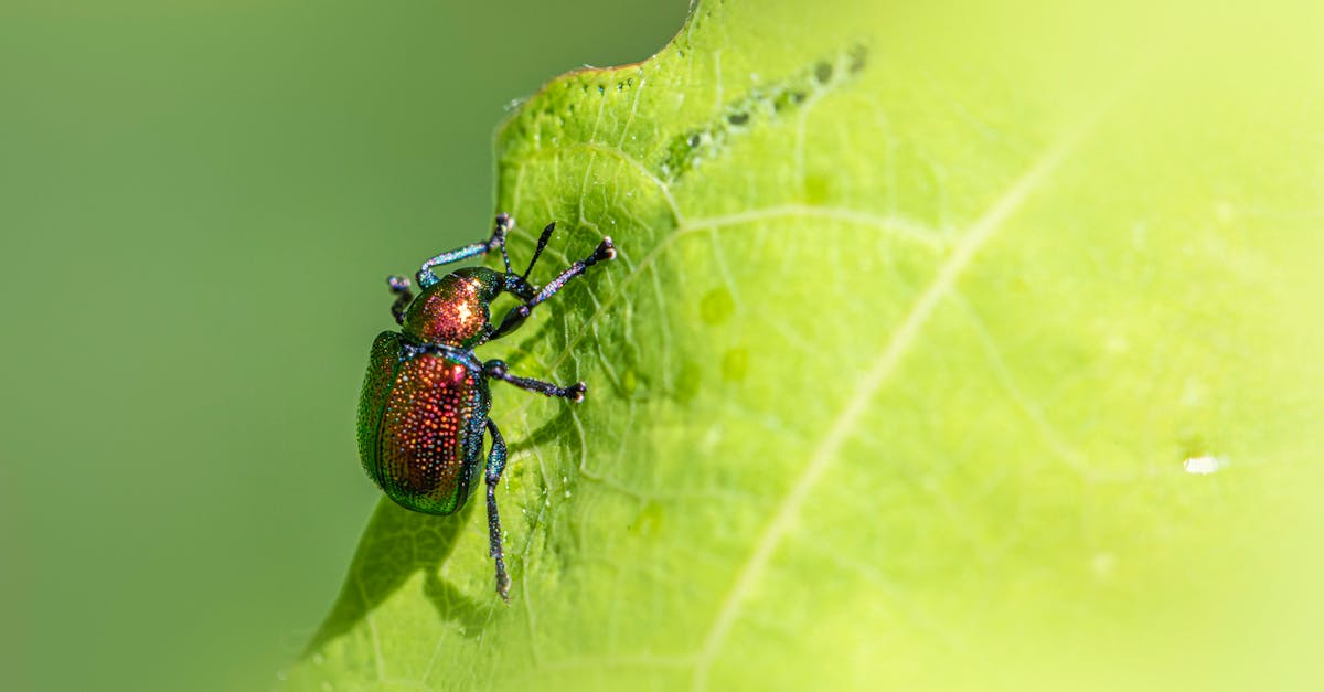 The Role of Mobile Mechanics in Minimising Your Downtime